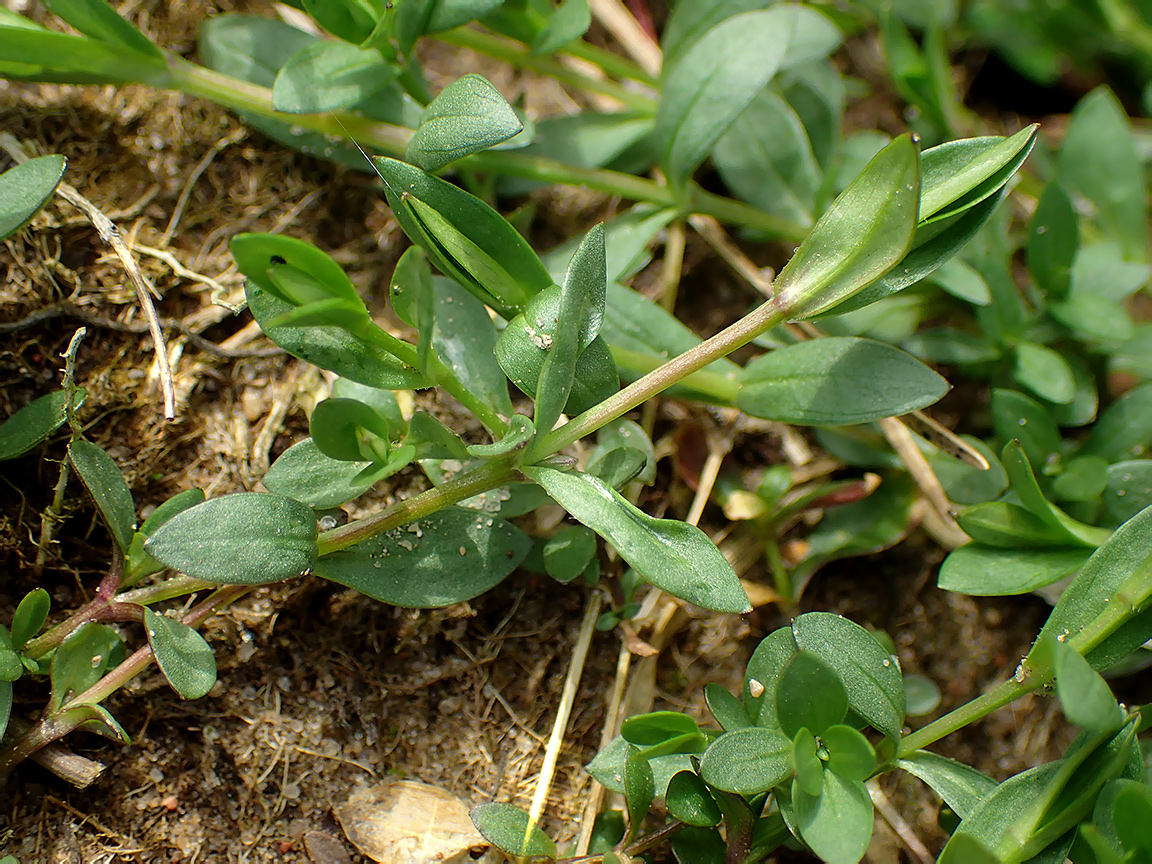 Image of familia Caryophyllaceae specimen.