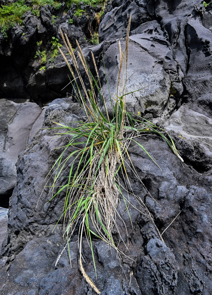 Image of Leymus mollis specimen.