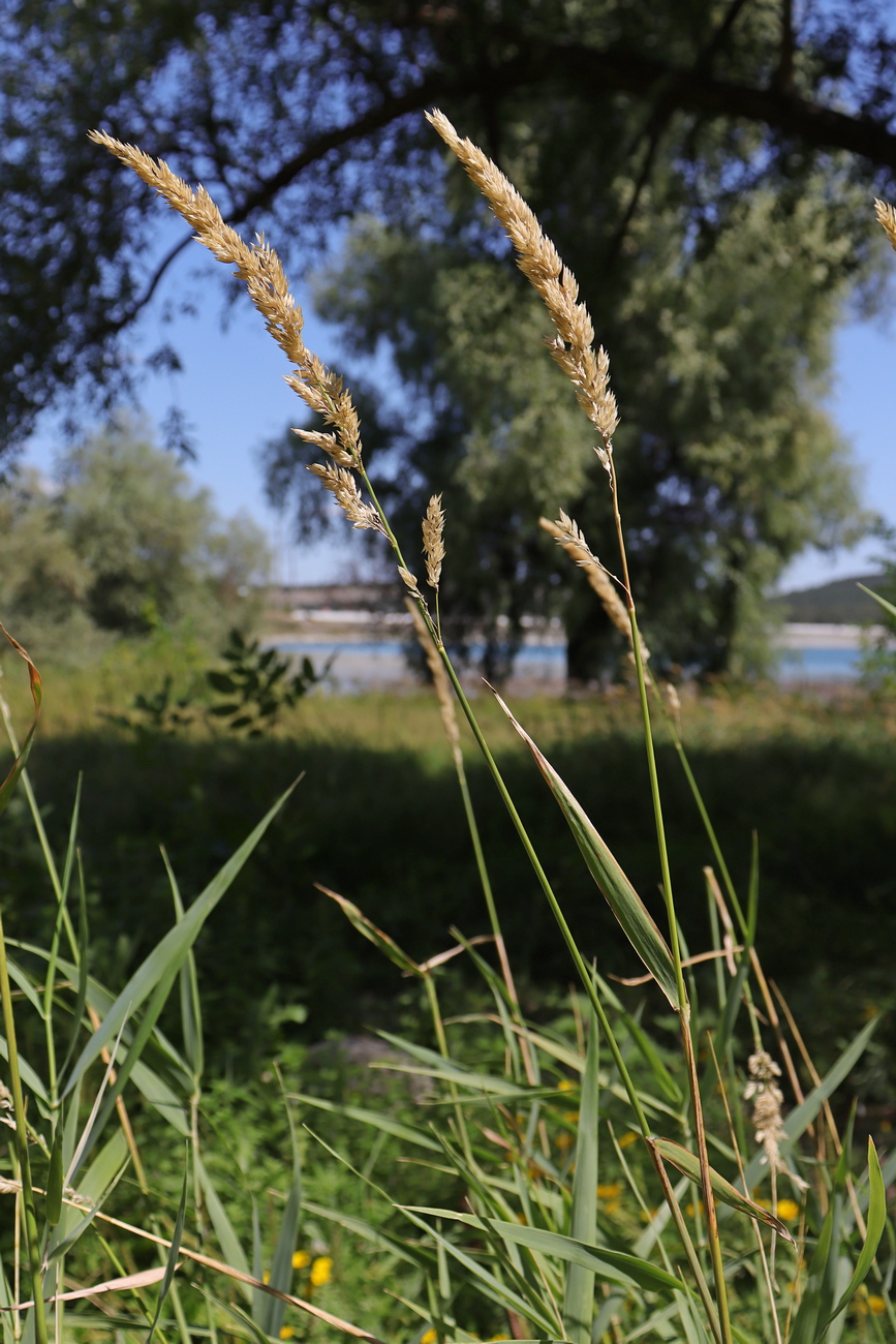 Изображение особи Phalaroides arundinacea.