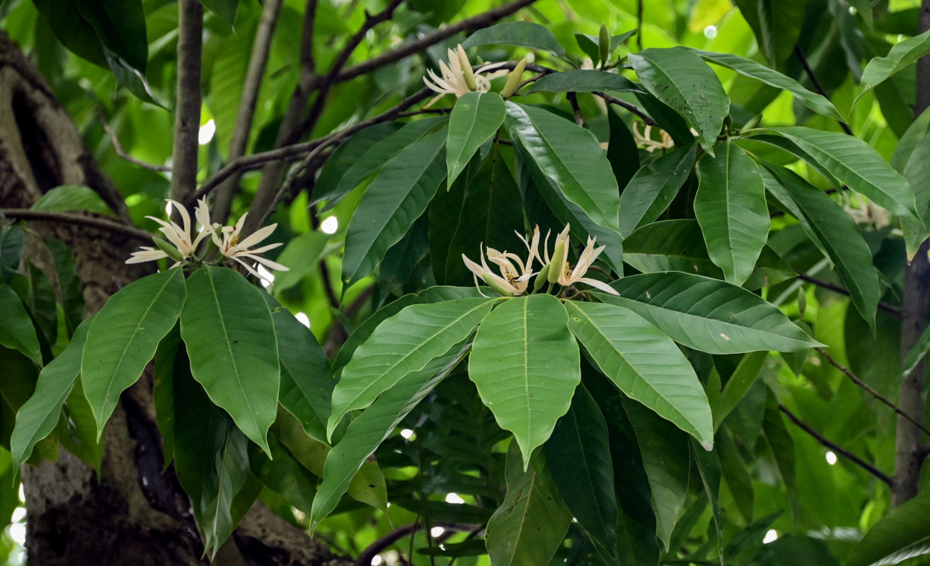 Image of Magnolia &times; alba specimen.