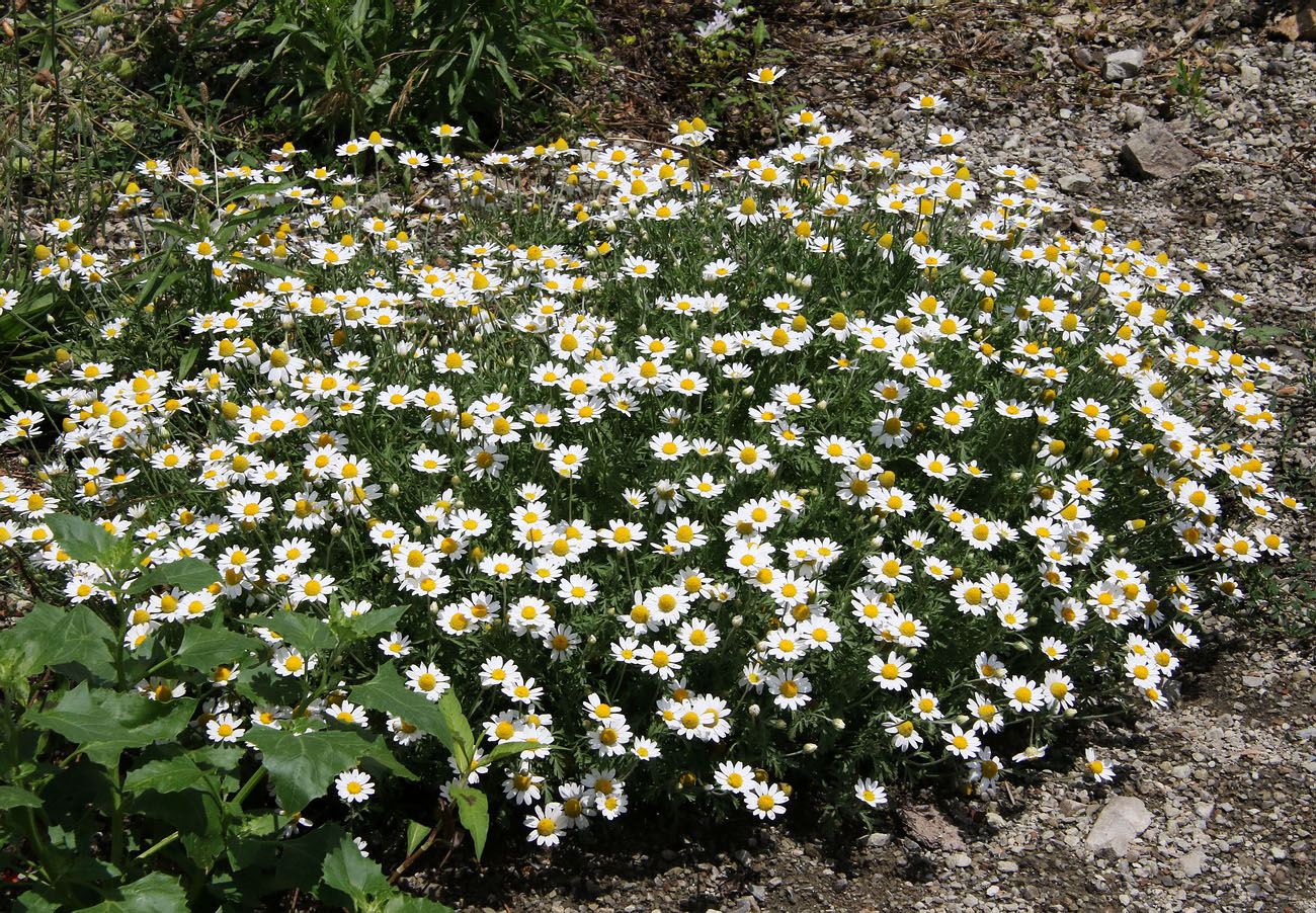 Image of Anthemis ruthenica specimen.