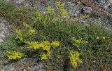 Galium verum. Цветущие растения в сообществе с Helianthemum и Sedum. Грузия, Самцхе-Джавахети, окр. крепости Ацкури, каменистый участок лугового склона. 12.06.2023.