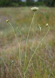 Scabiosa ochroleuca