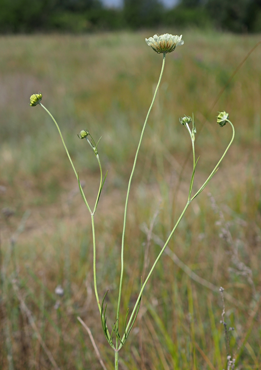 Image of Scabiosa ochroleuca specimen.