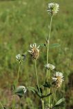 Trifolium montanum. Верхушки побегов с соцветиями. Ленинградская обл., Лужский р-н, окр. дер. Кемка, пойма р. Луга, высокая грива. 13.06.2024.