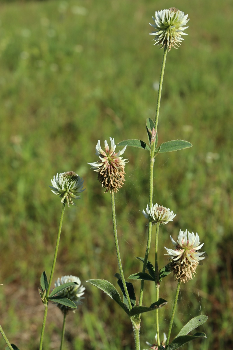 Изображение особи Trifolium montanum.