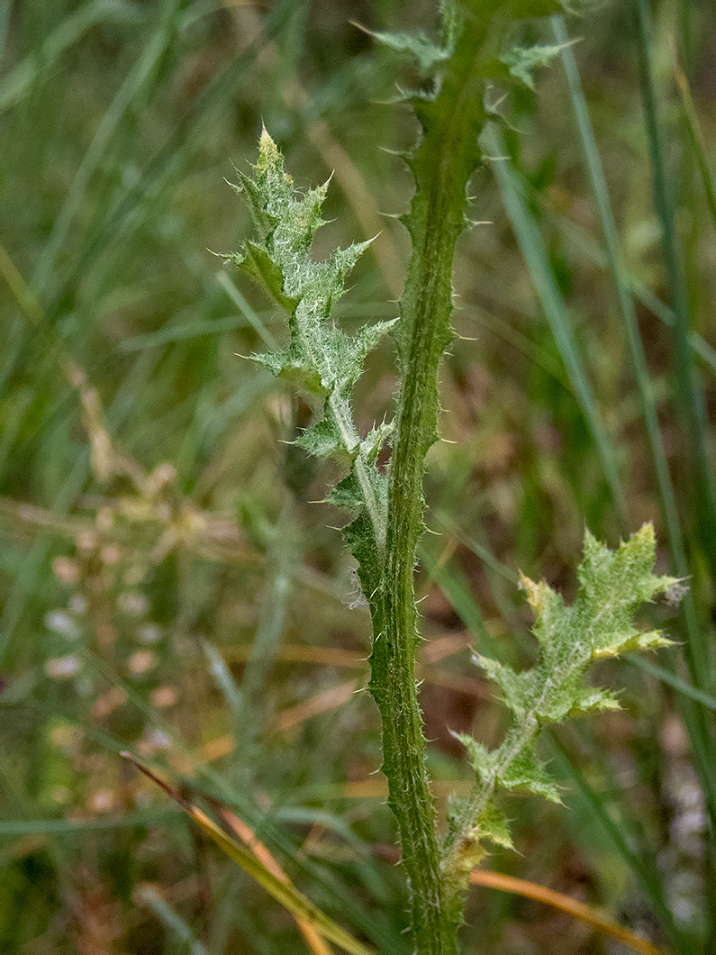 Изображение особи Carduus acicularis.