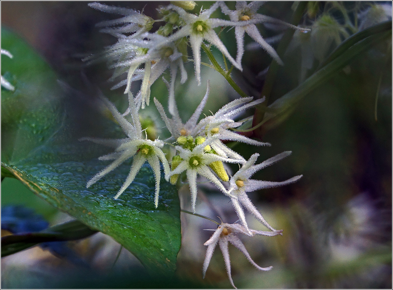 Изображение особи Echinocystis lobata.