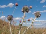 Echinops biebersteinii. Верхушка растения с бутонизирующими соцветиями. Краснодарский край, м/о Анапа, окр. станицы Благовещенская, Витязевский лиман, песчано-глиняный холм. 12.07.2015.