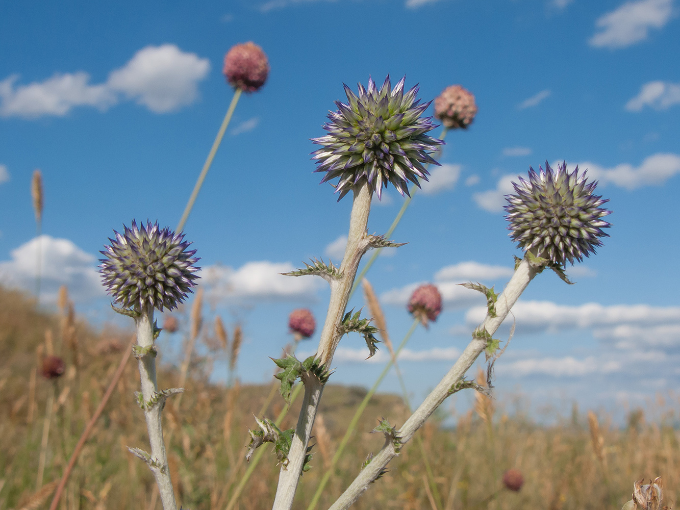 Image of Echinops biebersteinii specimen.