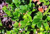 Arctostaphylos uva-ursi. Верхушки побегов с незрелыми плодами. Кольский полуостров, горы Хибины, юж. склон горы Маннепахк. Начало августа.