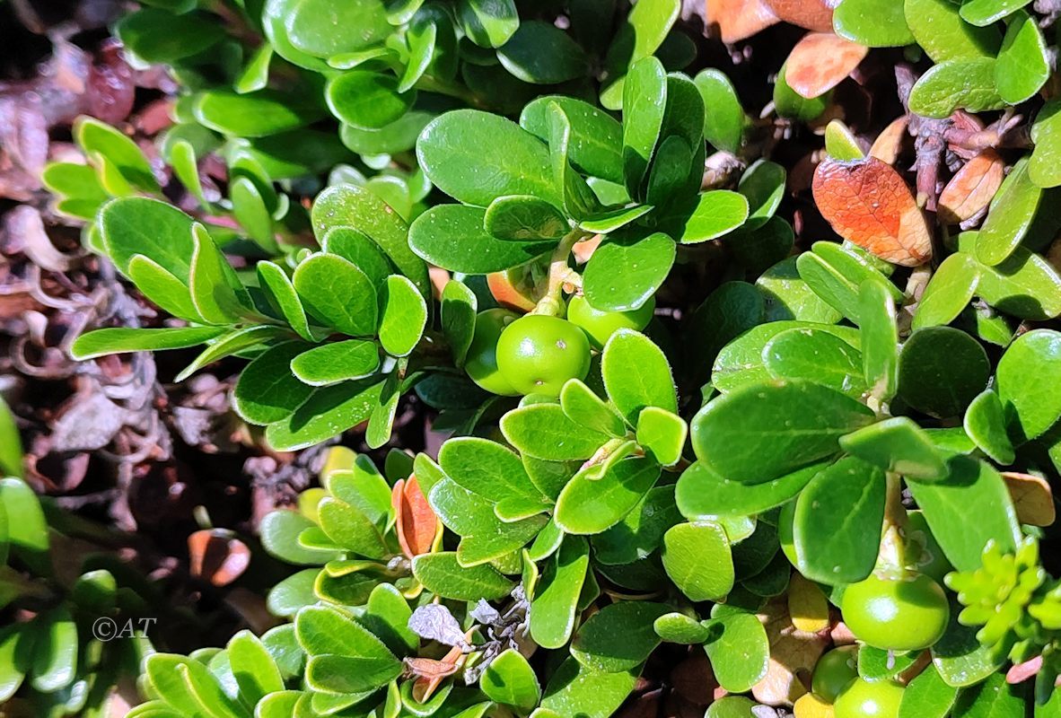 Изображение особи Arctostaphylos uva-ursi.