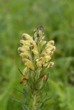 Pedicularis chroorrhyncha. Верхушка побега с соцветием. Чечня, Шаройский р-н, с. Хакмадой, выс. 1580 м н.у.м., луг. 30 июня 2024 г.