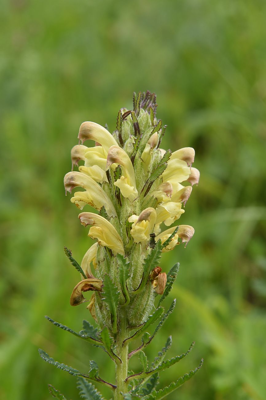 Image of Pedicularis chroorrhyncha specimen.