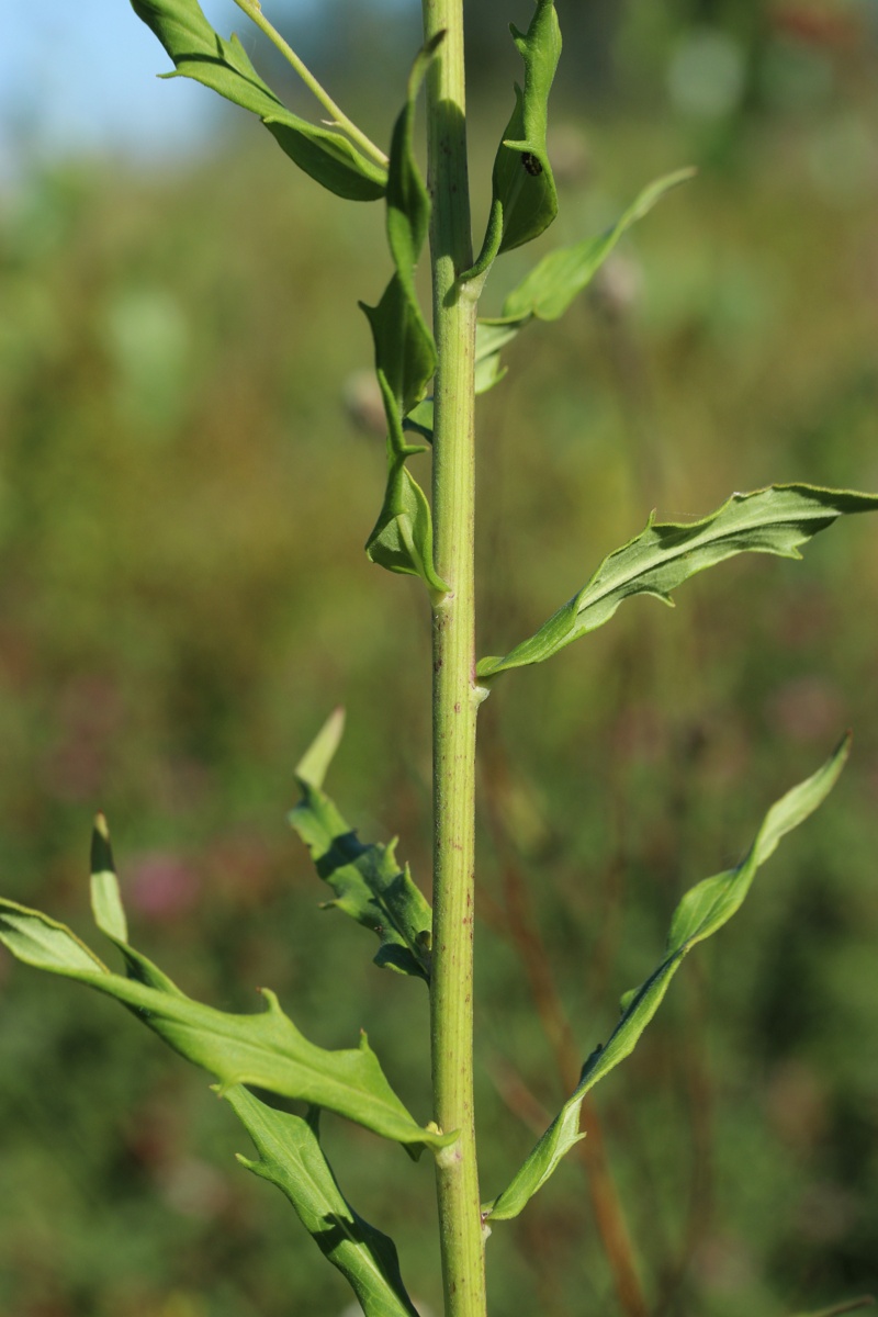 Image of Hieracium umbellatum specimen.