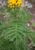 Tanacetum boreale. Лист и часть соцветия. Камчатский край, г. Петропавловск-Камчатский, Мишенная сопка, насыпь у смотровой площадки. 12.08.2024.