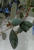 Acca sellowiana