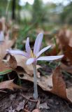 View full-size image Colchicum autumnale