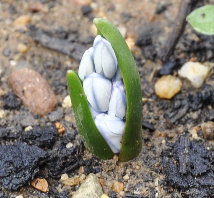 Image of Puschkinia scilloides specimen.