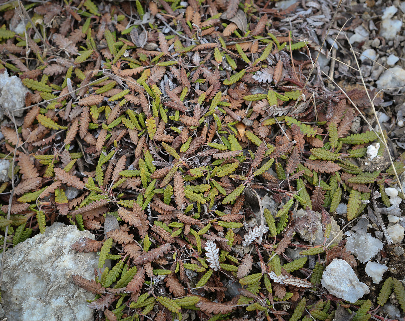Image of Dryas punctata specimen.