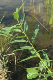 View full-size image Salix triandra