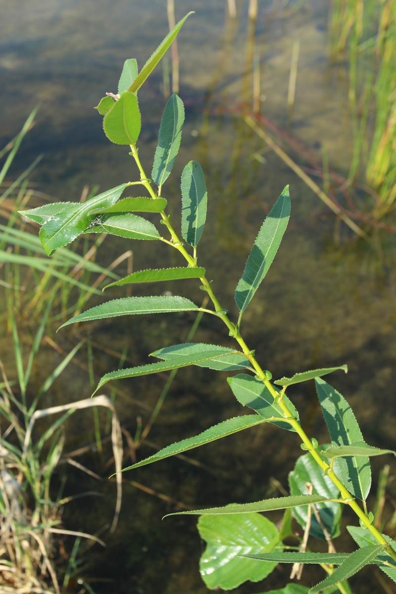 Image of Salix triandra specimen.