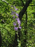 Смотреть изображение род Campanula
