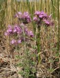 Смотреть изображение Thymus pallasianus