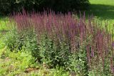 View full-size image Salvia nemorosa