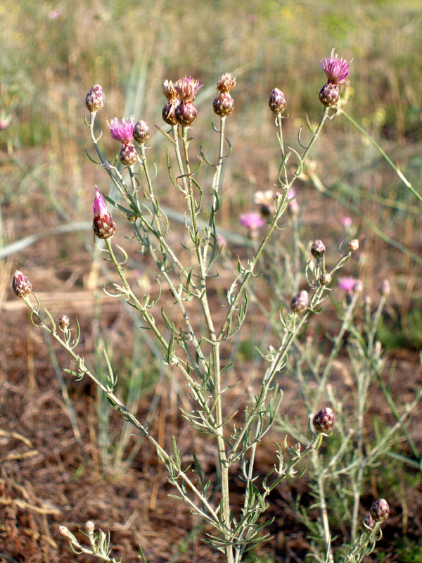 Image of Centaurea arenaria specimen.