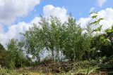 View full-size image Chenopodium album