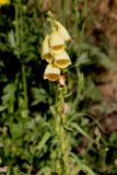 View full-size image Digitalis grandiflora