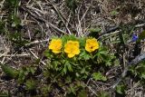 View full-size image Trollius ranunculinus