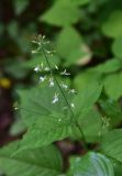 View full-size image Circaea × intermedia