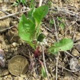 род Taraxacum. Розетка листьев с бутоном. Смоленская обл., Смоленский р-н, окр. пос. Каспля, склон доломитового холма. 08.05.2011.