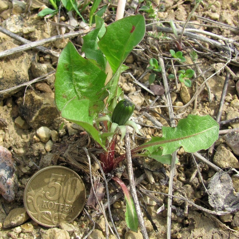 Image of genus Taraxacum specimen.