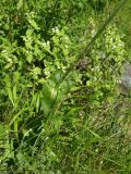 View full-size image Knautia montana