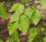 Fagus × taurica. Верхушка ветви с молодыми листьями. Крым, окр. водопада Джур-Джур, широколиственный лес. 03.05.2011.