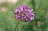 Allium severtzovioides. Соцветие. Узбекистан, Ташкентская обл., зап. отроги Чаткальского хр., гора Бол. Чимган. 21.05.2011.