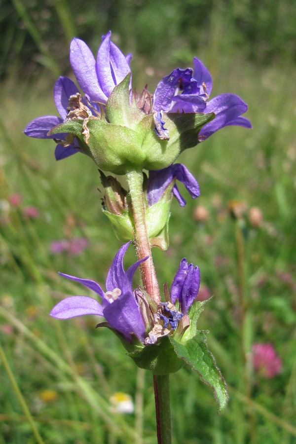 Image of Campanula glomerata specimen.