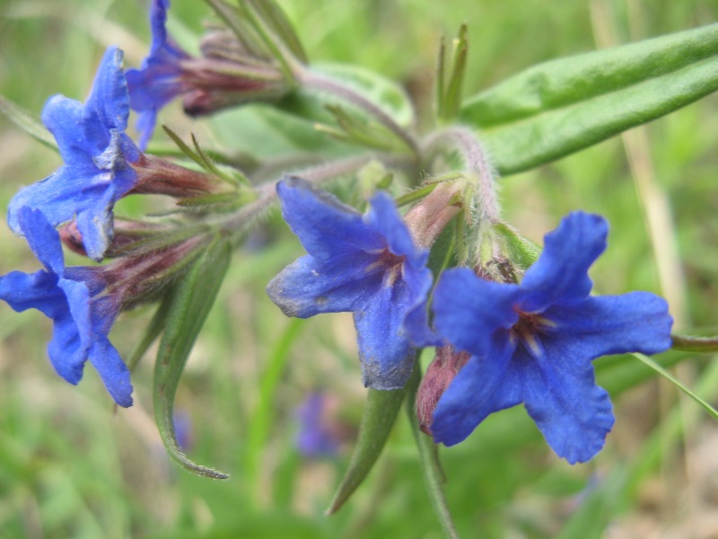 Image of Aegonychon purpureocaeruleum specimen.