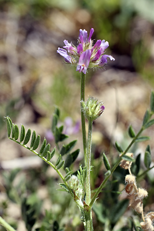 Image of Astragalus sesamoides specimen.