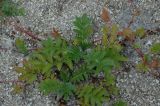 Potentilla anserina