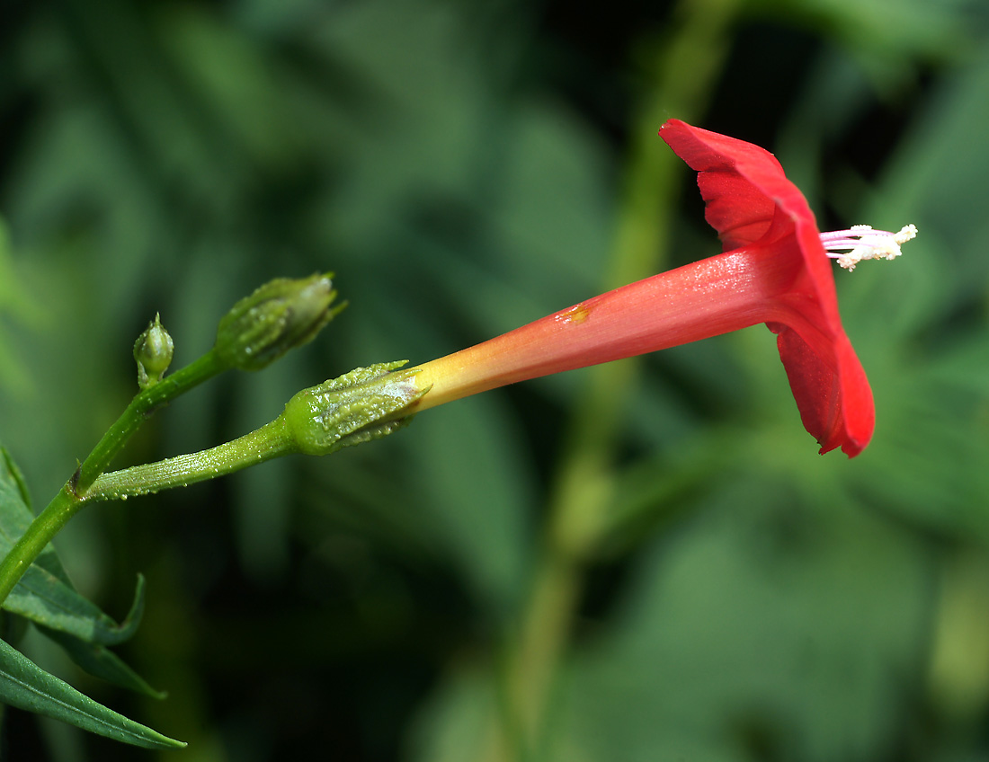 Image of Ipomoea × multifida specimen.