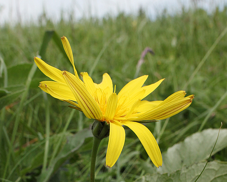 Image of Tragopogon reticulatus specimen.