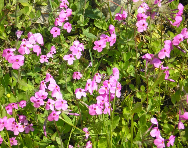 Image of Phlox stolonifera specimen.