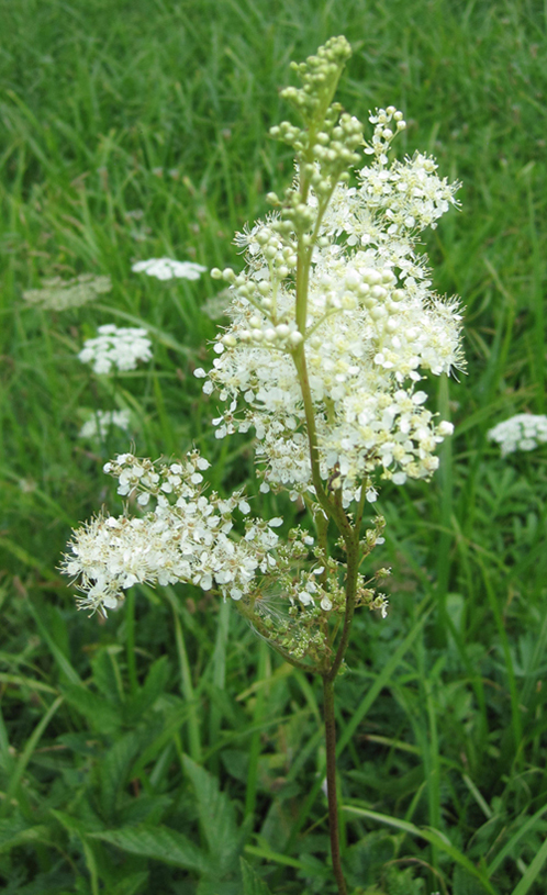 Изображение особи Filipendula ulmaria.