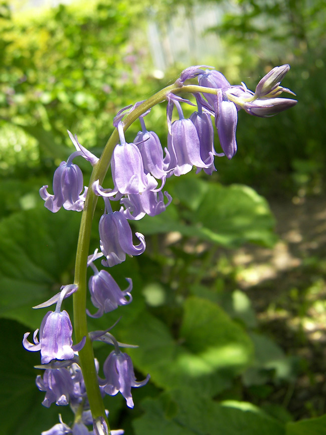 Изображение особи Hyacinthoides hispanica.