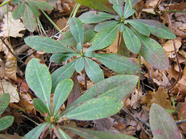 Image of Euphorbia amygdaloides specimen.