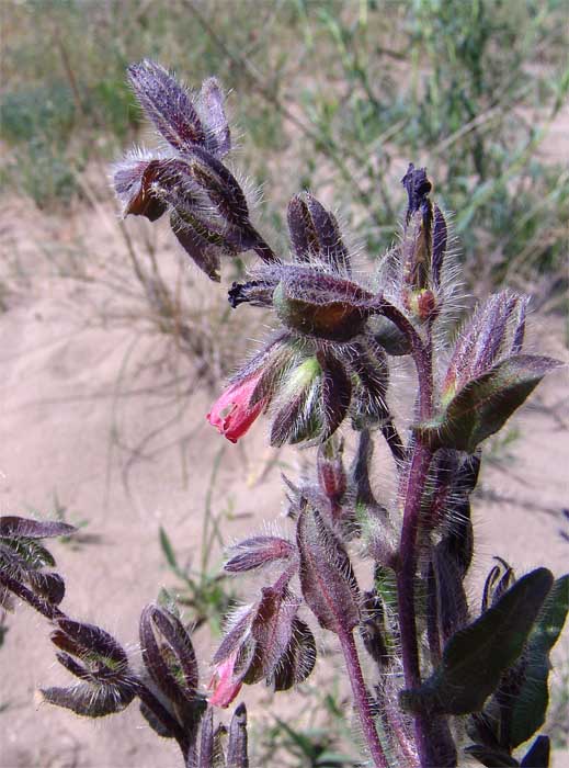 Изображение особи Onosma polychroma.